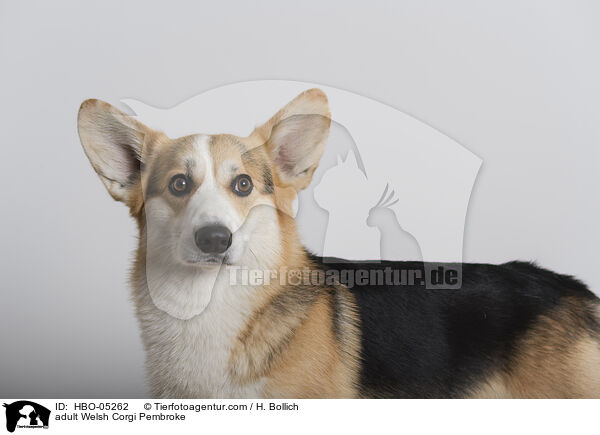 adult Welsh Corgi Pembroke / HBO-05262
