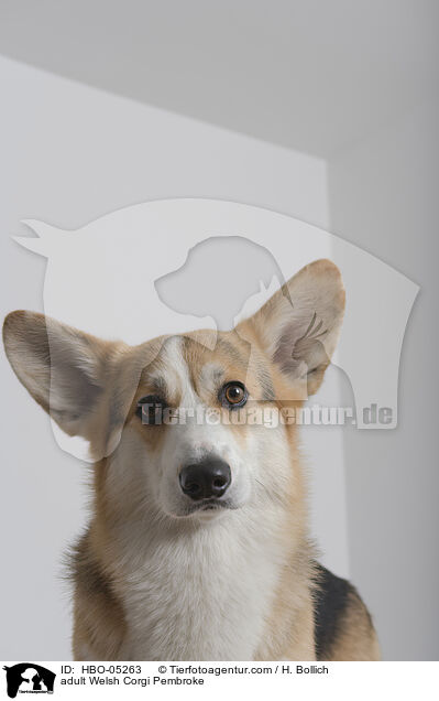 adult Welsh Corgi Pembroke / HBO-05263