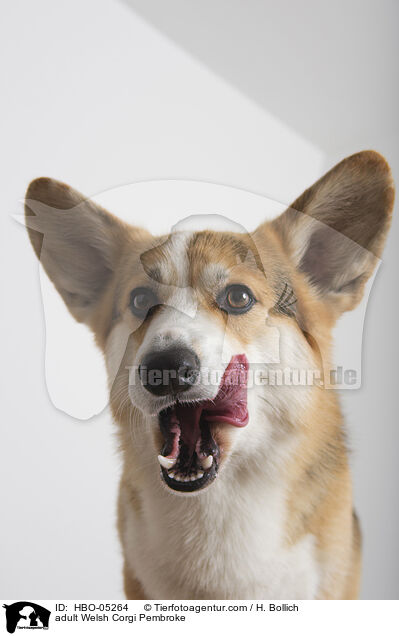 adult Welsh Corgi Pembroke / HBO-05264