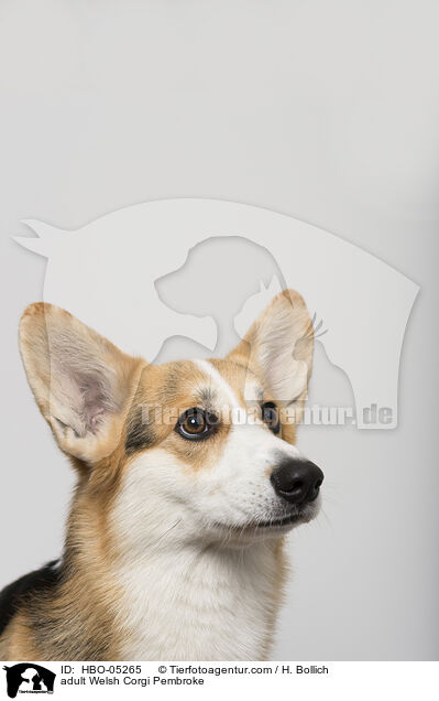 adult Welsh Corgi Pembroke / HBO-05265