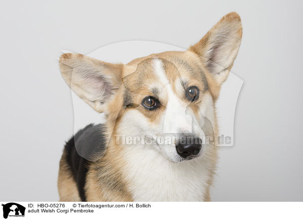 adult Welsh Corgi Pembroke / HBO-05276