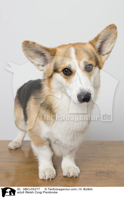 adult Welsh Corgi Pembroke / HBO-05277