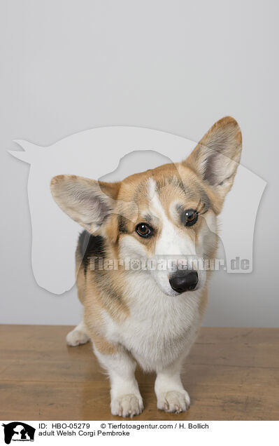 adult Welsh Corgi Pembroke / HBO-05279
