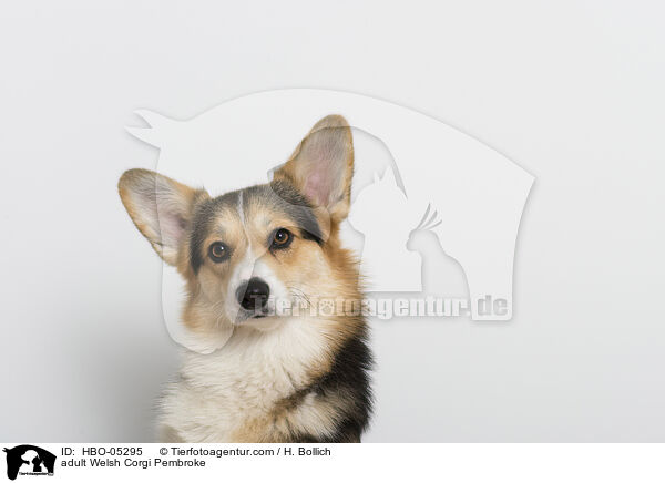adult Welsh Corgi Pembroke / HBO-05295
