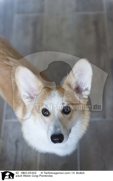 ausgewachsener Welsh Corgi Pembroke / adult Welsh Corgi Pembroke / HBO-05302