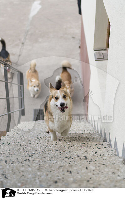 Welsh Corgi Pembrokes / HBO-05312