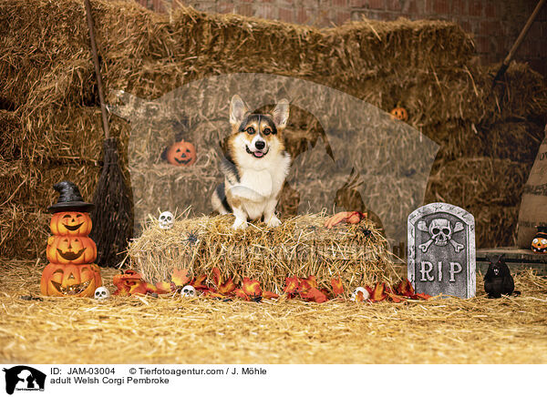 ausgewachsener Welsh Corgi Pembroke / adult Welsh Corgi Pembroke / JAM-03004