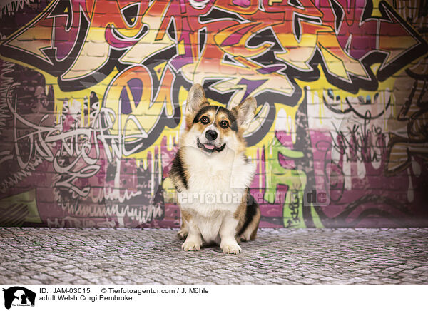 adult Welsh Corgi Pembroke / JAM-03015