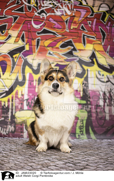 adult Welsh Corgi Pembroke / JAM-03020