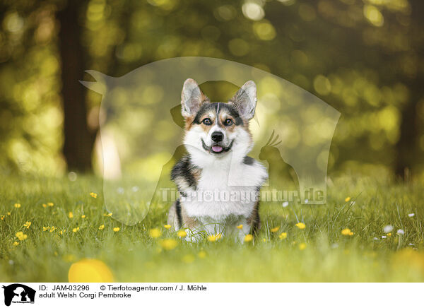 adult Welsh Corgi Pembroke / JAM-03296