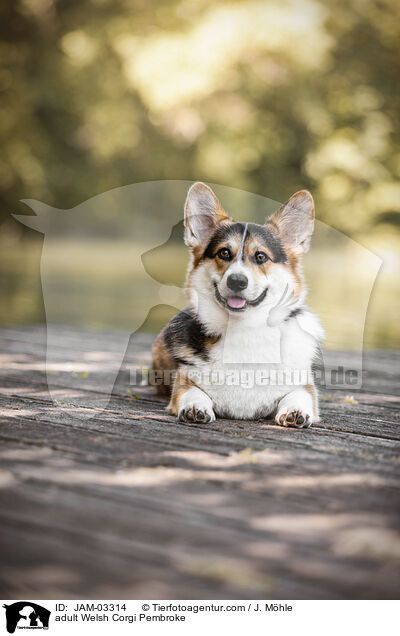 adult Welsh Corgi Pembroke / JAM-03314