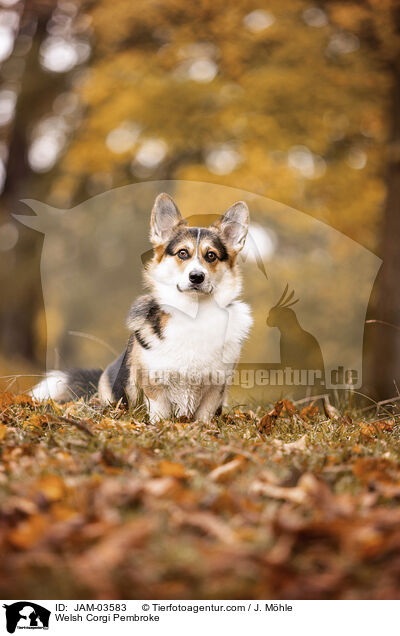 Welsh Corgi Pembroke / JAM-03583