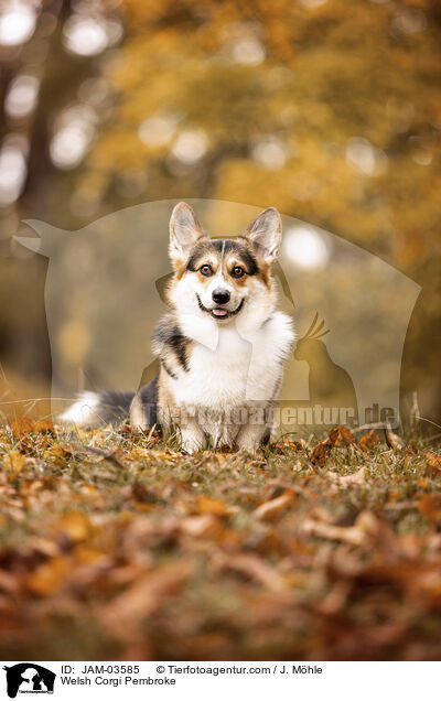 Welsh Corgi Pembroke / JAM-03585