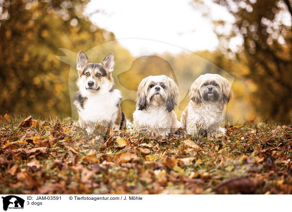 3 dogs / JAM-03591