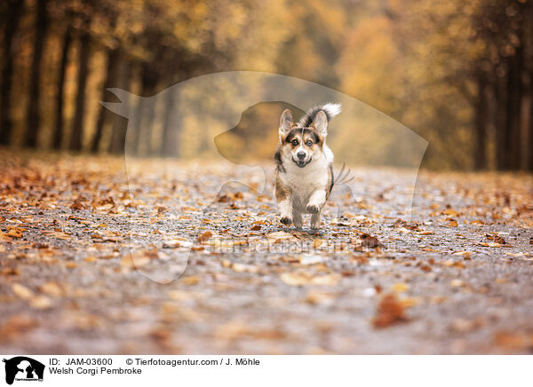 Welsh Corgi Pembroke / JAM-03600