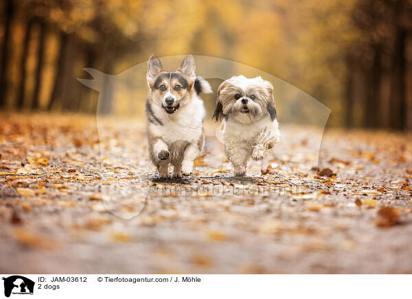 2 dogs / JAM-03612
