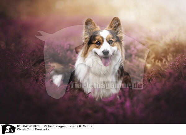 Welsh Corgi Pembroke / KAS-01078