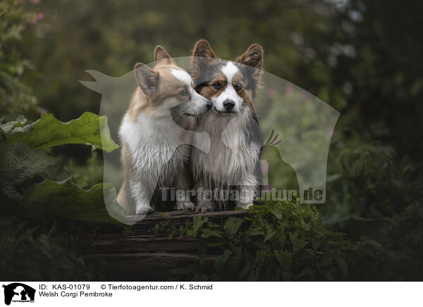Welsh Corgi Pembroke / KAS-01079