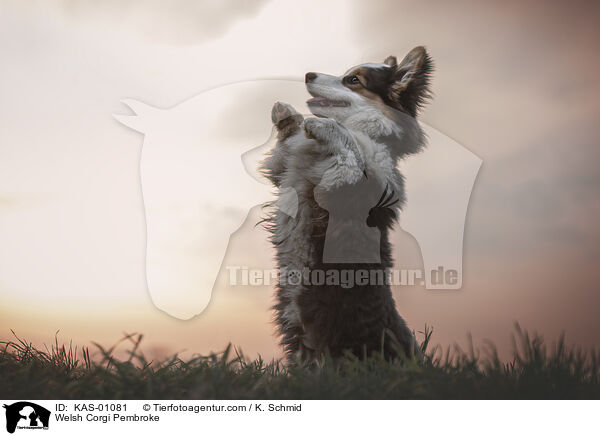 Welsh Corgi Pembroke / KAS-01081
