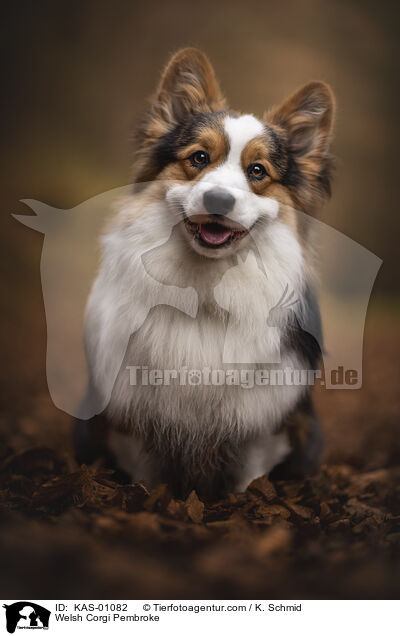 Welsh Corgi Pembroke / Welsh Corgi Pembroke / KAS-01082