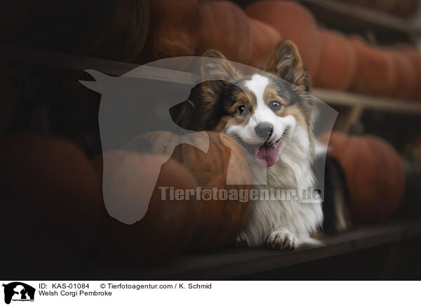 Welsh Corgi Pembroke / KAS-01084