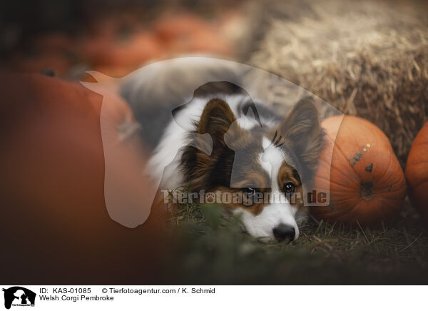Welsh Corgi Pembroke / Welsh Corgi Pembroke / KAS-01085