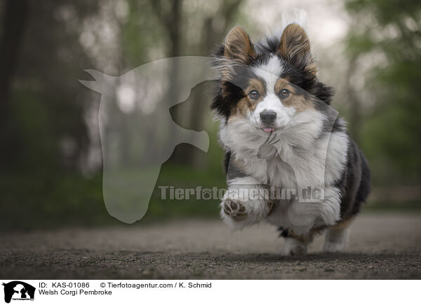 Welsh Corgi Pembroke / KAS-01086