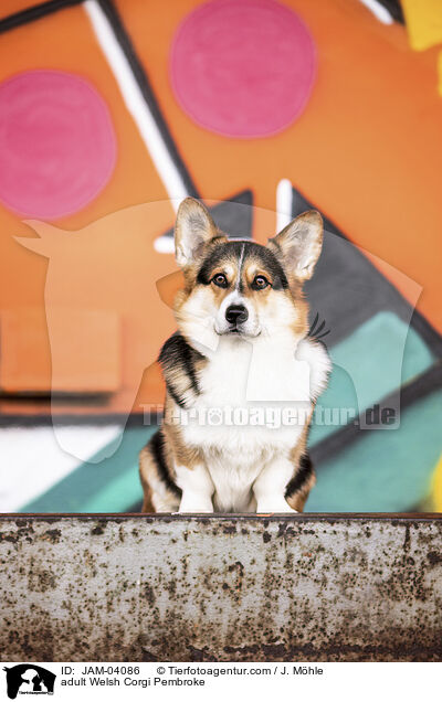ausgewachsener Welsh Corgi Pembroke / adult Welsh Corgi Pembroke / JAM-04086