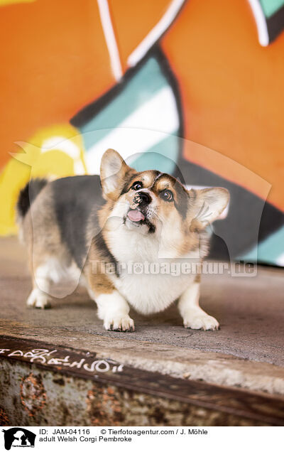 ausgewachsener Welsh Corgi Pembroke / adult Welsh Corgi Pembroke / JAM-04116