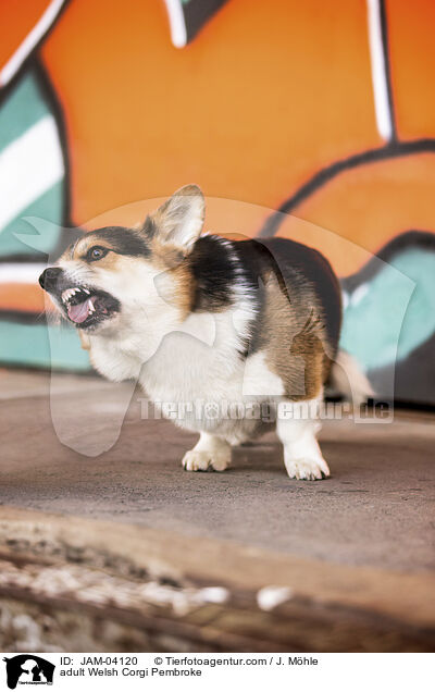 adult Welsh Corgi Pembroke / JAM-04120