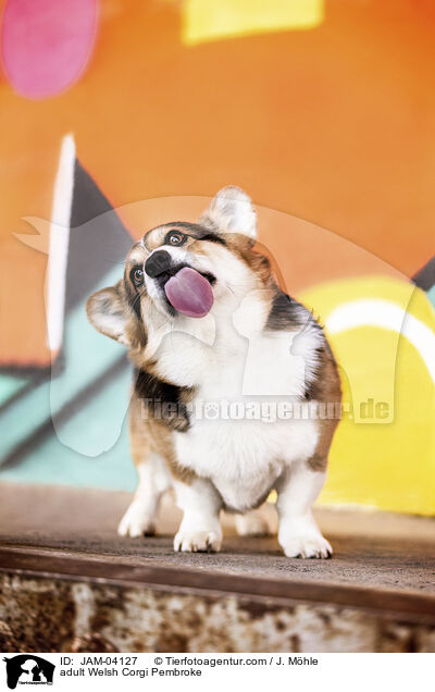 adult Welsh Corgi Pembroke / JAM-04127