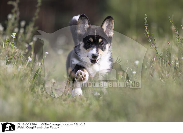 Welsh Corgi Pembroke Welpe / Welsh Corgi Pembroke Puppy / BK-02304