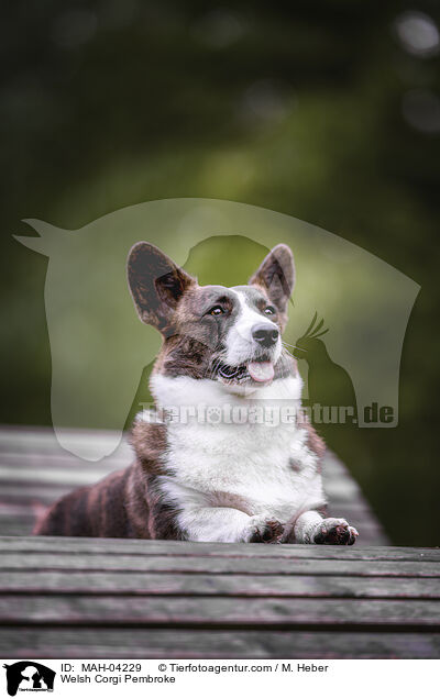 Welsh Corgi Pembroke / Welsh Corgi Pembroke / MAH-04229