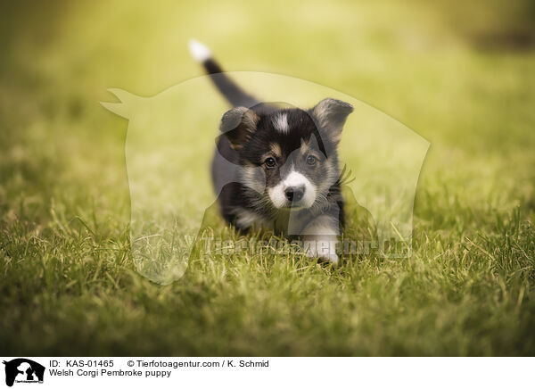 Welsh Corgi Pembroke Welpe / Welsh Corgi Pembroke puppy / KAS-01465