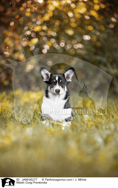 Welsh Corgi Pembroke / Welsh Corgi Pembroke / JAM-06277