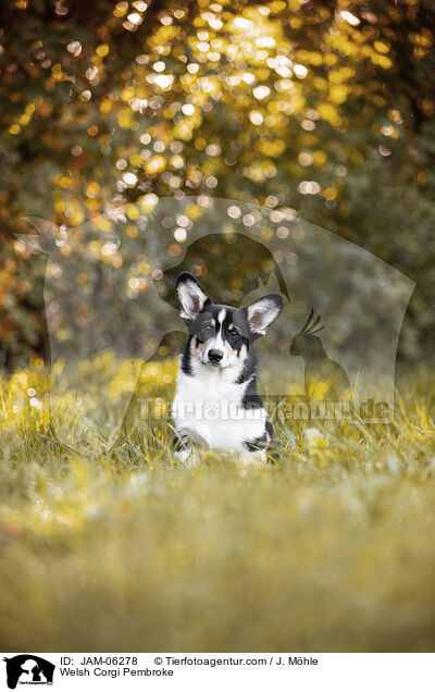 Welsh Corgi Pembroke / Welsh Corgi Pembroke / JAM-06278