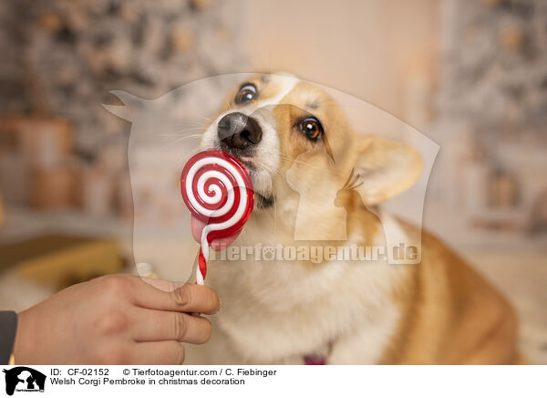 Welsh Corgi Pembroke in Weihnachtsdeko / Welsh Corgi Pembroke in christmas decoration / CF-02152