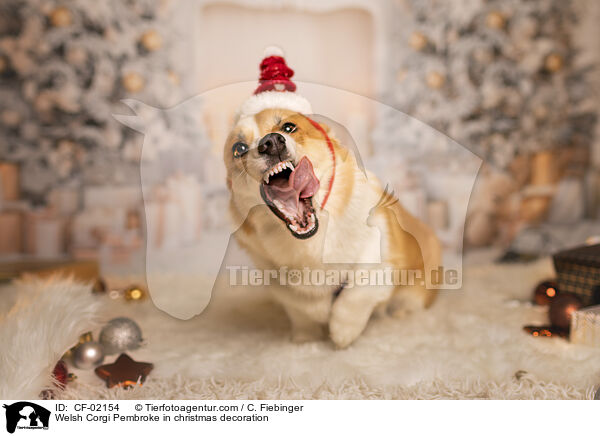 Welsh Corgi Pembroke in Weihnachtsdeko / Welsh Corgi Pembroke in christmas decoration / CF-02154