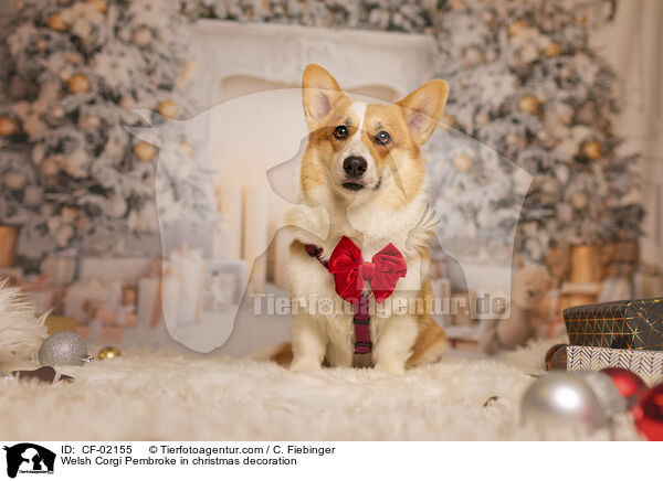 Welsh Corgi Pembroke in christmas decoration / CF-02155