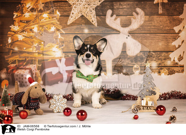Welsh Corgi Pembroke / Welsh Corgi Pembroke / JAM-06568