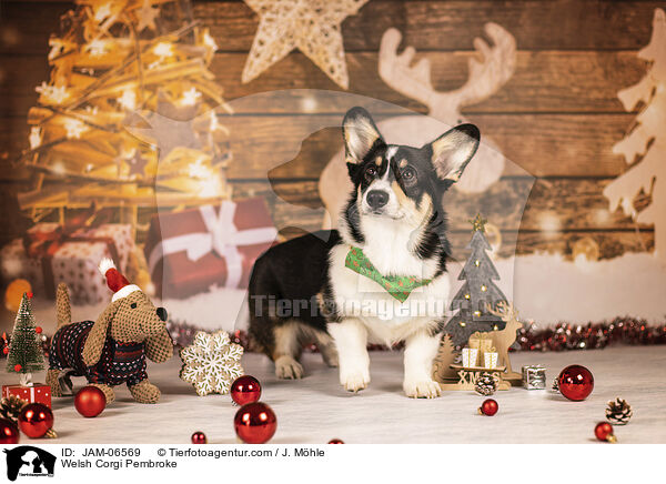 Welsh Corgi Pembroke / Welsh Corgi Pembroke / JAM-06569