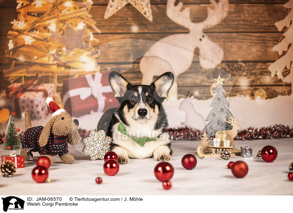 Welsh Corgi Pembroke / Welsh Corgi Pembroke / JAM-06570
