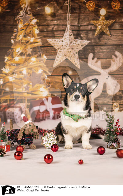 Welsh Corgi Pembroke / Welsh Corgi Pembroke / JAM-06571