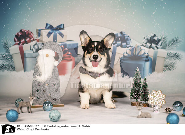 Welsh Corgi Pembroke / Welsh Corgi Pembroke / JAM-06577