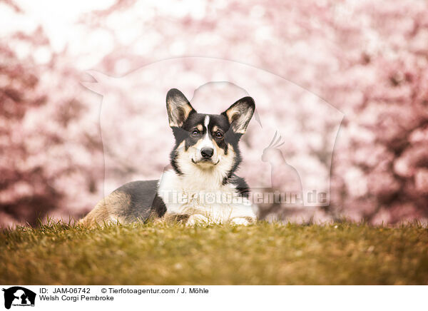 Welsh Corgi Pembroke / Welsh Corgi Pembroke / JAM-06742