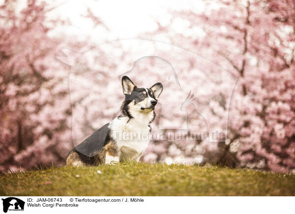 Welsh Corgi Pembroke / Welsh Corgi Pembroke / JAM-06743
