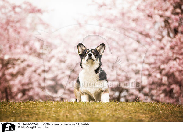 Welsh Corgi Pembroke / Welsh Corgi Pembroke / JAM-06746