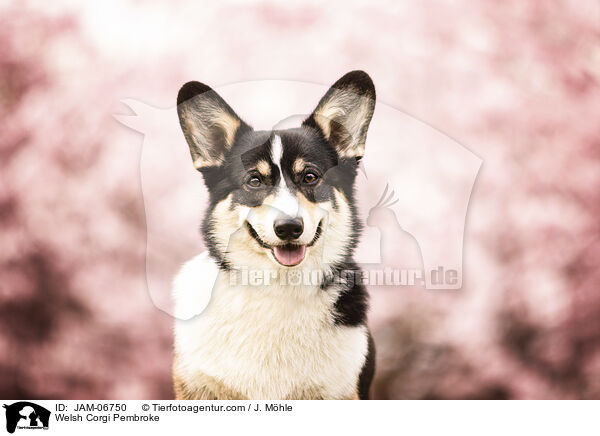 Welsh Corgi Pembroke / Welsh Corgi Pembroke / JAM-06750