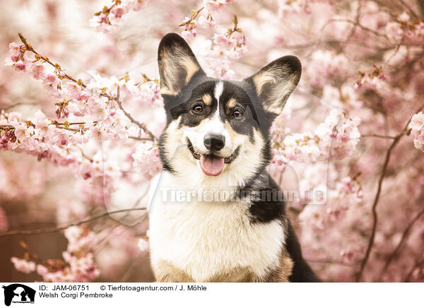 Welsh Corgi Pembroke / Welsh Corgi Pembroke / JAM-06751