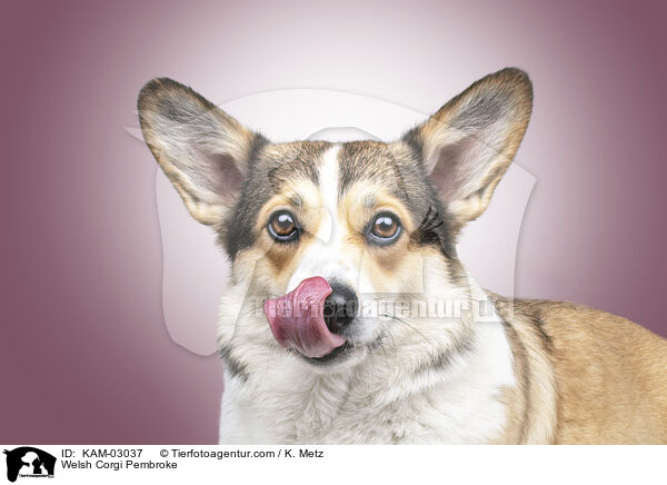 Welsh Corgi Pembroke / KAM-03037